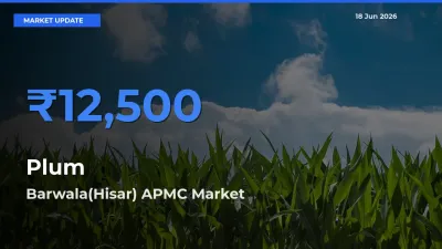 Plum Mandi Rate Today: Barwala(Hisar) APMC Tops the List