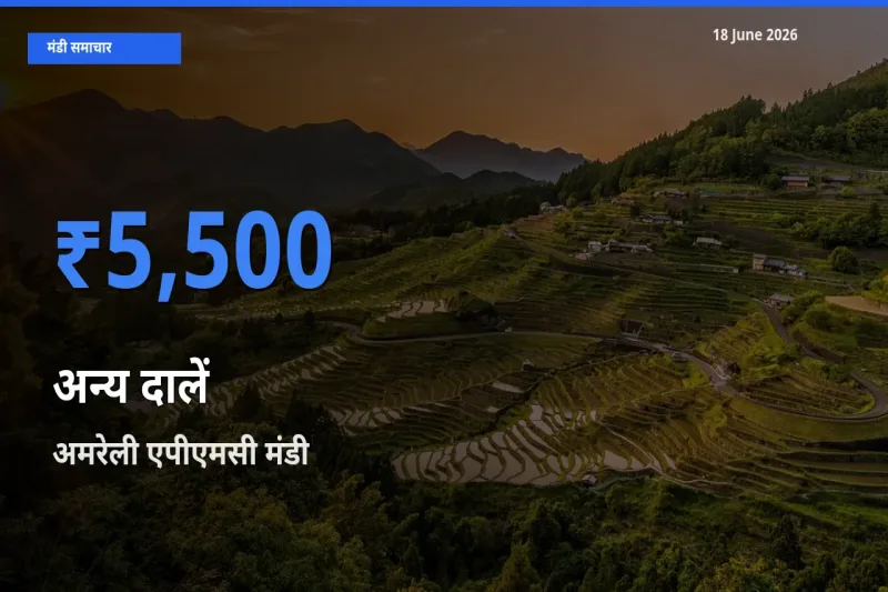 टॉप मंडी बना अमरेली एपीएमसी! अन्य दालें के सबसे ऊँचे दाम यहीं दर्ज
