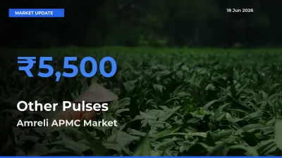 Top Performer! Amreli APMC Offers Best Other Pulses Price Today