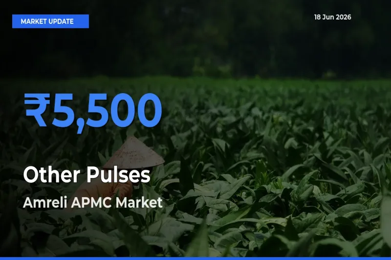 Top Performer! Amreli APMC Offers Best Other Pulses Price Today