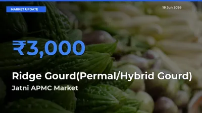 Ridge Gourd(Permal/Hybrid Gourd) Mandi Rate Today: Jatni APMC Tops the List