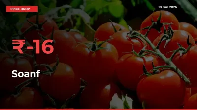 15.87% Drop in Soanf Prices – Mandi Sees Sudden Fall