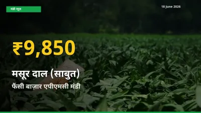 30 दिनों में सबसे ऊँचे स्तर पर मसूर दाल (साबुत) के दाम, फैंसी बाज़ार एपीएमसी में उछाल