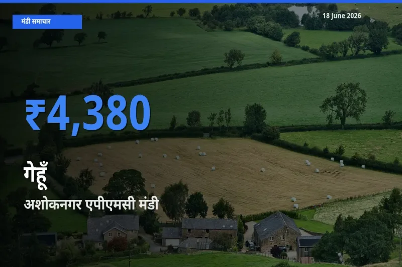 आज का मंडी भाव: गेहूँ के सबसे ज़्यादा दाम अशोकनगर एपीएमसी में