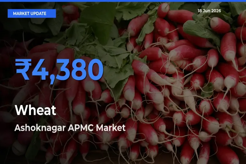 Ashoknagar APMC Offers ₹4,380 – Highest Wheat Rate Today