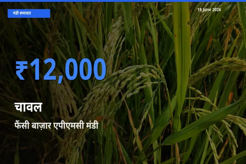 टॉप मंडी बना फैंसी बाज़ार एपीएमसी! चावल के सबसे ऊँचे दाम यहीं दर्ज