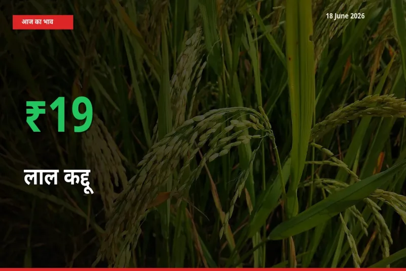 आज का मंडी भाव: लाल कद्दू के दाम मंडी में 18.57% ऊपर
