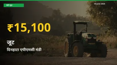 आज का मंडी भाव: दिनहाटा एपीएमसी में जूट सबसे ऊँचे स्तर पर