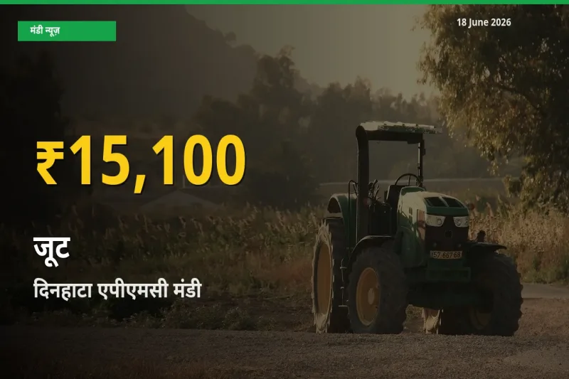 आज का मंडी भाव: दिनहाटा एपीएमसी में जूट सबसे ऊँचे स्तर पर