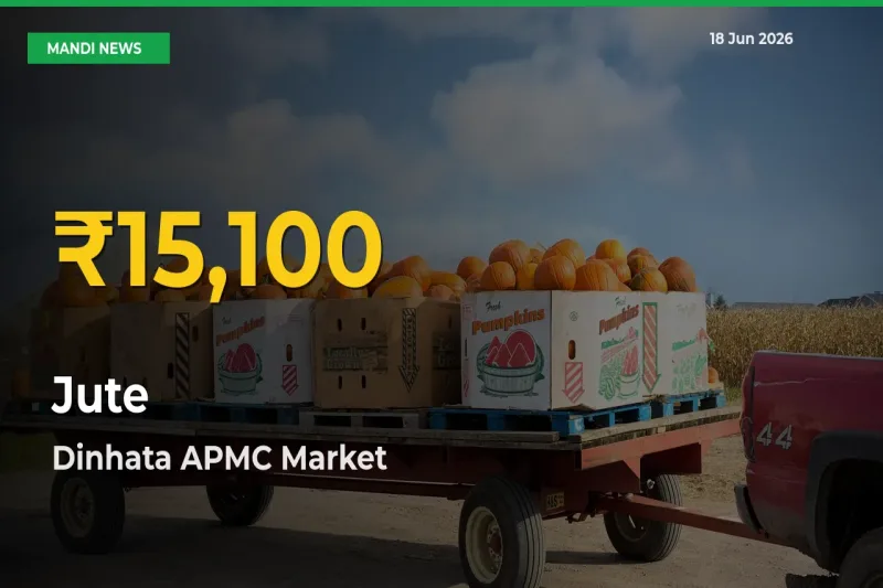 Jute Prices Soar to Record High in Dinhata APMC – Farmers Alert Today
