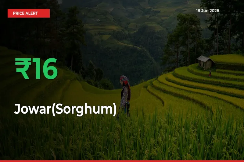 Jowar(Sorghum) Mandi Rate Today: Prices Jump 15.73% at Market