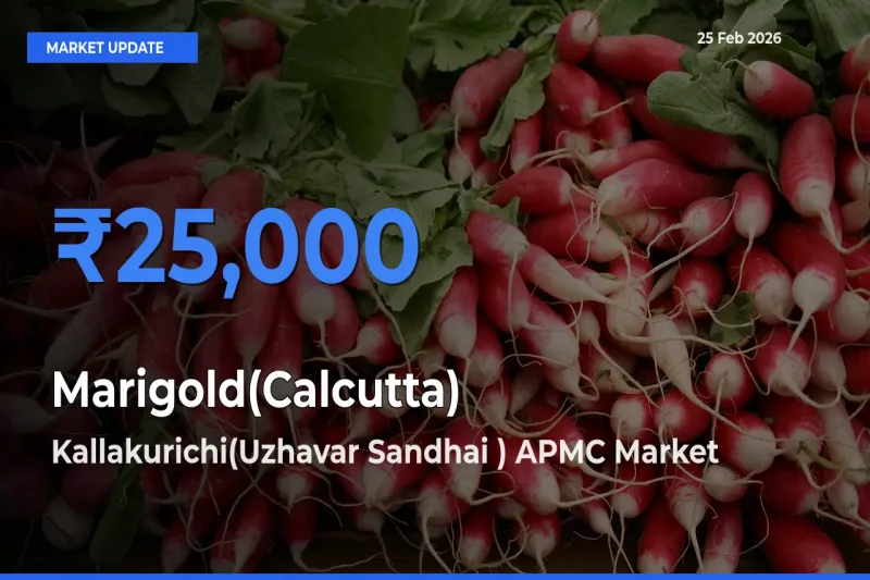 Kallakurichi(Uzhavar Sandhai ) APMC Emerges as Top Mandi for Marigold(Calcutta) Prices Today