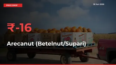 Why Arecanut (Betelnut/Supari) Prices Fell 15.56% in a Day at Mandis