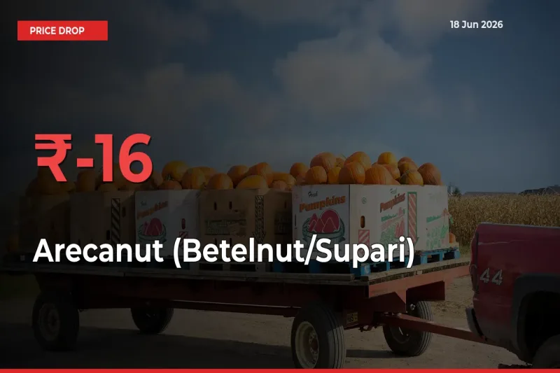 Why Arecanut (Betelnut/Supari) Prices Fell 15.56% in a Day at Mandis