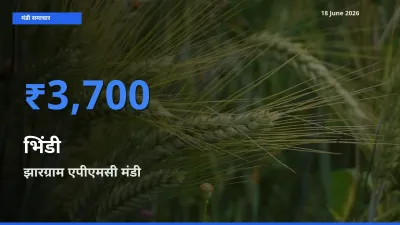 टॉप मंडी बना झारग्राम एपीएमसी! भिंडी के सबसे ऊँचे दाम यहीं दर्ज