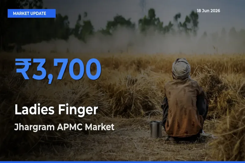 Jhargram APMC Leads as Top Mandi for Ladies Finger Prices