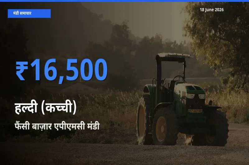 बाज़ार संकेत: फैंसी बाज़ार एपीएमसी बना हल्दी (कच्ची) के लिए आज की टॉप मंडी