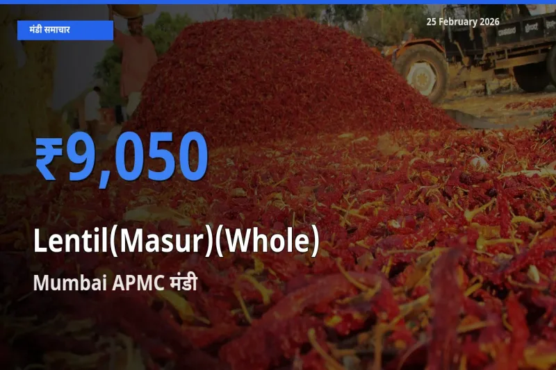 आज Lentil(Masur)(Whole) के सबसे ऊँचे दाम ₹9,050 Mumbai APMC मंडी में