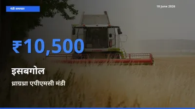 टॉप मंडी बना ध्राग्रध्रा एपीएमसी! इसबगोल के सबसे ऊँचे दाम यहीं दर्ज