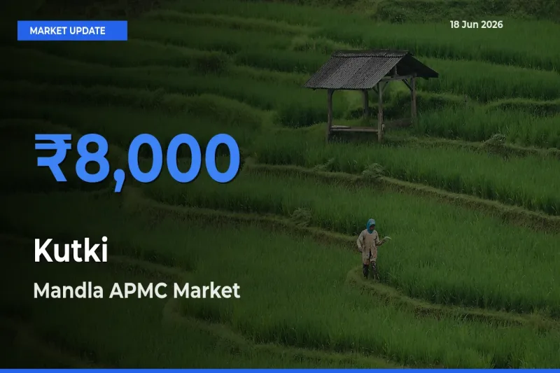 Mandla APMC Tops Kutki Rates – June 18 Market Update