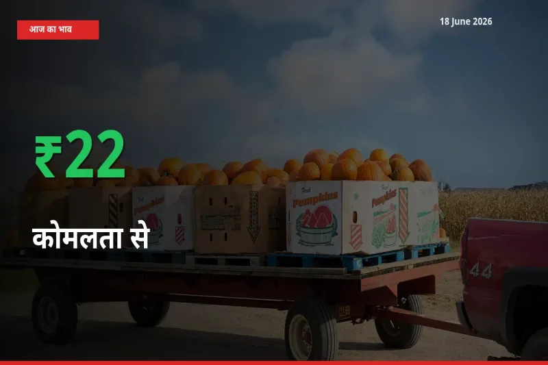 अचानक तेजी! मंडी में कोमलता से के दाम 22.3% चढ़े