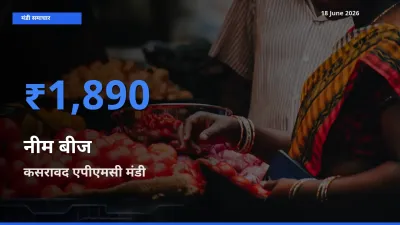 टॉप मंडी बना कसरावद एपीएमसी! नीम बीज के सबसे ऊँचे दाम यहीं दर्ज