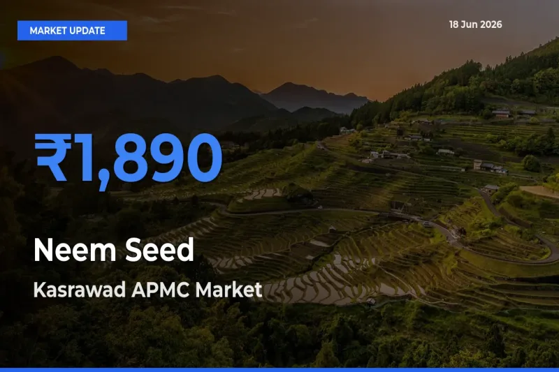 Kasrawad APMC Records Highest ₹1,890 Rate for Neem Seed