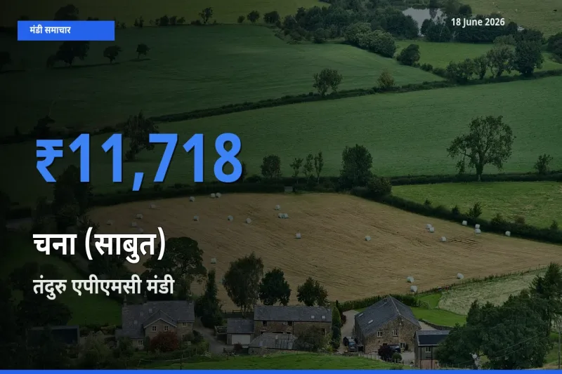 आज चना (साबुत) के सबसे ज़्यादा दाम तंदुरु एपीएमसी मंडी में दर्ज