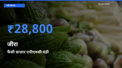 टॉप मंडी बना फैंसी बाज़ार एपीएमसी! जीरा के सबसे ऊँचे दाम यहीं दर्ज