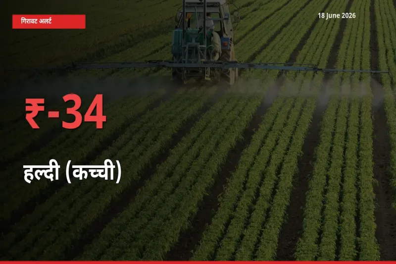 हल्दी (कच्ची) 33.71% गिरा, मंडी