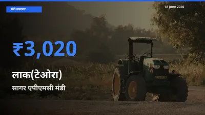 बाज़ार संकेत: सागर एपीएमसी बना लाक(टेओरा) के लिए आज की टॉप मंडी