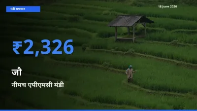 नीमच एपीएमसी मंडी में जौ ₹2,326 पर पहुँचा – आज का सर्वोच्च भाव