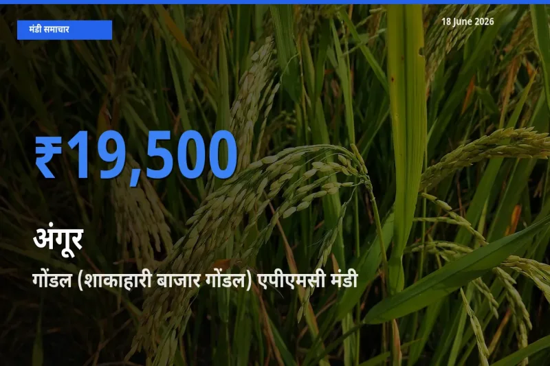 बाज़ार संकेत: गोंडल (शाकाहारी बाजार गोंडल) एपीएमसी बना अंगूर के लिए आज की टॉप मंडी