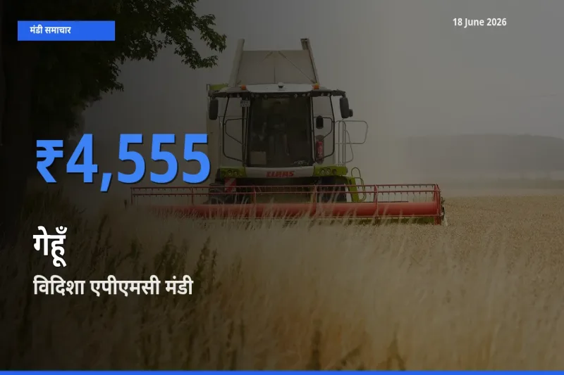 विदिशा एपीएमसी मंडी में आज गेहूँ के सबसे ऊँचे दाम दर्ज