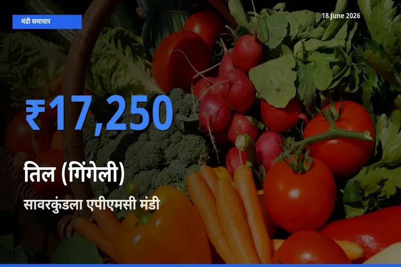 किसानों की पसंद बना सावरकुंडला एपीएमसी, तिल (गिंगेली) के सबसे अच्छे दाम