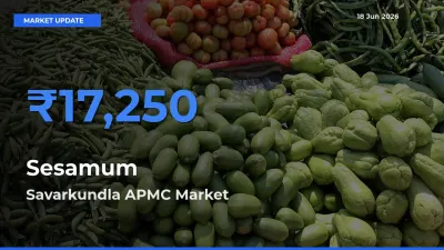 Savarkundla APMC Tops Sesamum Mandi Rates Today