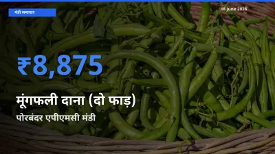 आज मूंगफली दाना (दो फाड़) के सबसे ज़्यादा दाम पोरबंदर एपीएमसी मंडी में दर्ज