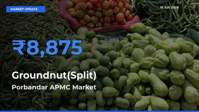 Porbandar APMC Offers ₹8,875 – Highest Groundnut(Split) Rate Today