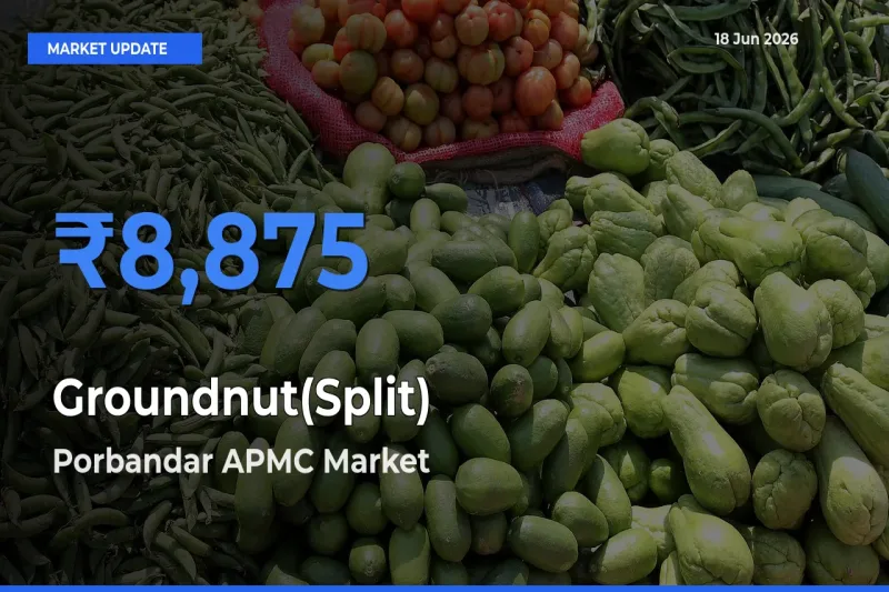 Porbandar APMC Offers ₹8,875 – Highest Groundnut(Split) Rate Today