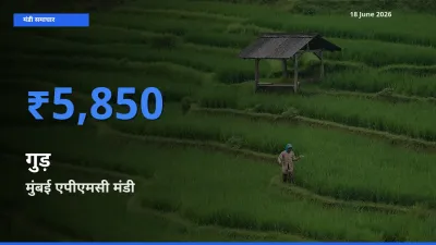 टॉप मंडी बना मुंबई एपीएमसी! गुड़ के सबसे ऊँचे दाम यहीं दर्ज