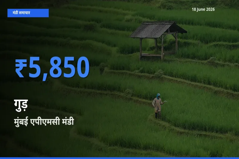टॉप मंडी बना मुंबई एपीएमसी! गुड़ के सबसे ऊँचे दाम यहीं दर्ज