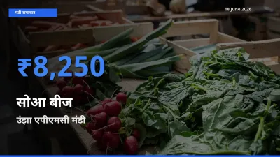 उंझा एपीएमसी में सोआ बीज का आज सबसे ऊँचा भाव