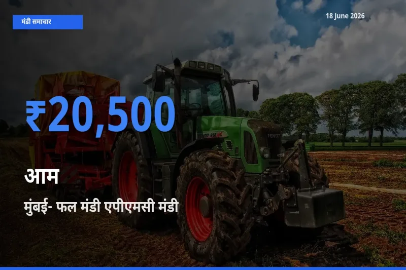 आज आम के सबसे ज़्यादा दाम मुंबई- फल मंडी एपीएमसी मंडी में दर्ज
