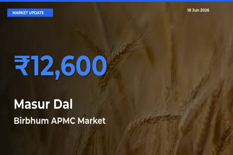 Birbhum APMC Leads as Top Mandi for Masur Dal Prices