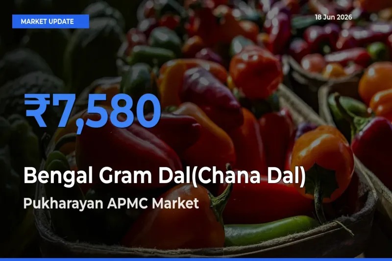 Pukharayan APMC Records Highest ₹7,580 Rate for Bengal Gram Dal(Chana Dal)