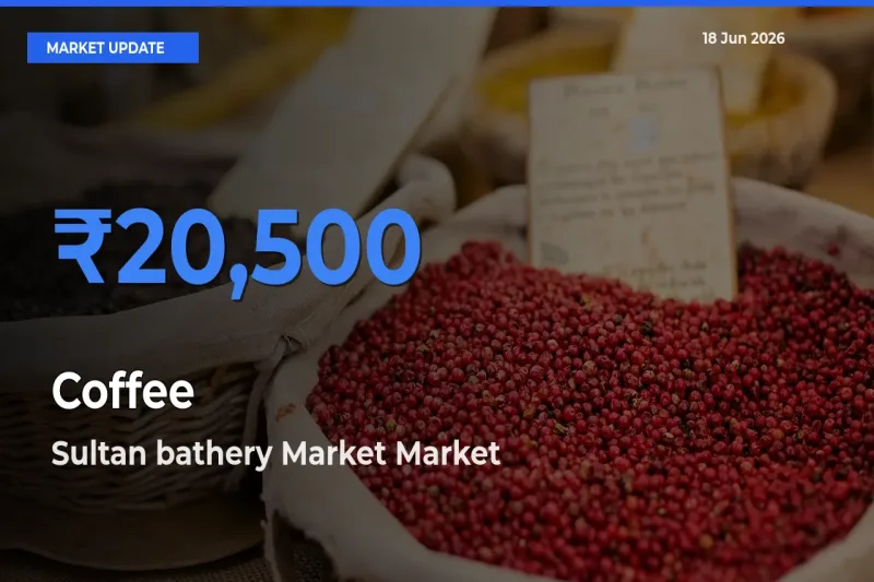 Sultan bathery Market Tops Coffee Rates – June 18 Market Update
