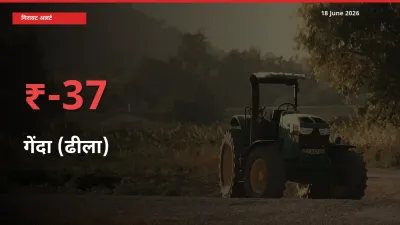 गेंदा (ढीला) 37.04% गिरा, मंडी