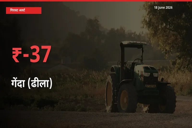 गेंदा (ढीला) 37.04% गिरा, मंडी