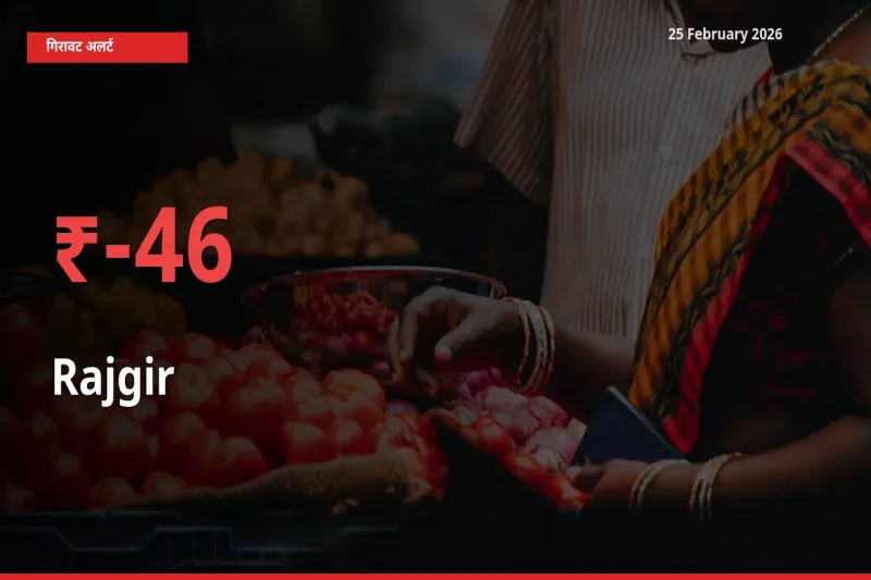 अचानक झटका! मंडी में Rajgir के दाम 46% टूटे