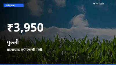 आज का मंडी भाव: बालाघाट एपीएमसी में गुल्ली 30 दिन के सबसे कम स्तर पर